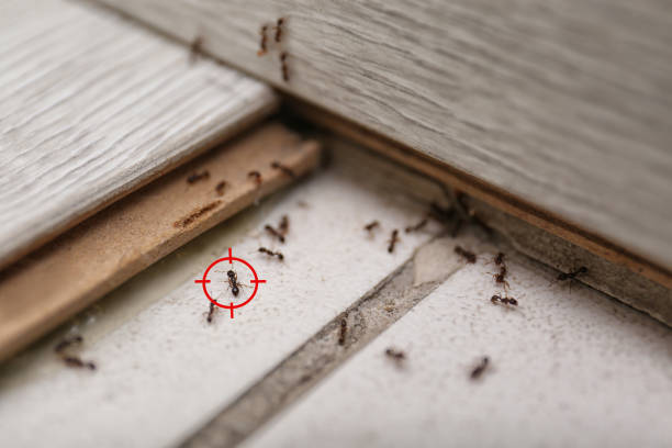 Best Residential Pest Control  in Vernon, WI