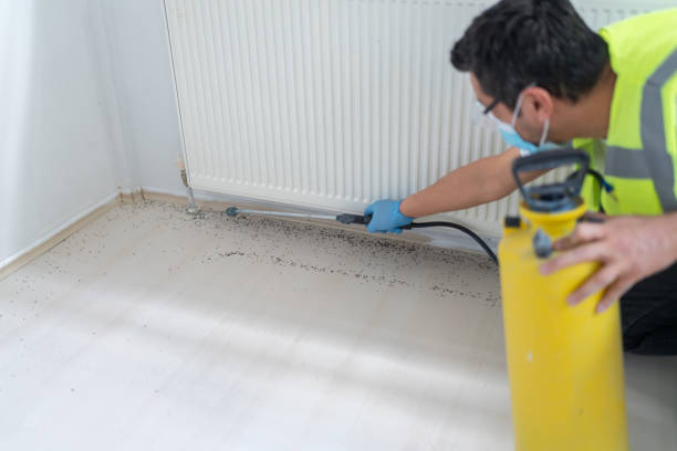 Wasp Removal Services in Vernon, WI