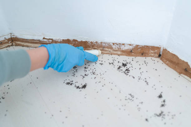 Flea Control Services in Vernon, WI